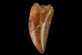 Raptor Tooth - Real Dinosaur Tooth #157905-1